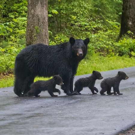 Magical Moments, Hot Tub, Wifi, 1089 Free Tickets Each Paid Day, Dollywood And More Gatlinburg Luaran gambar